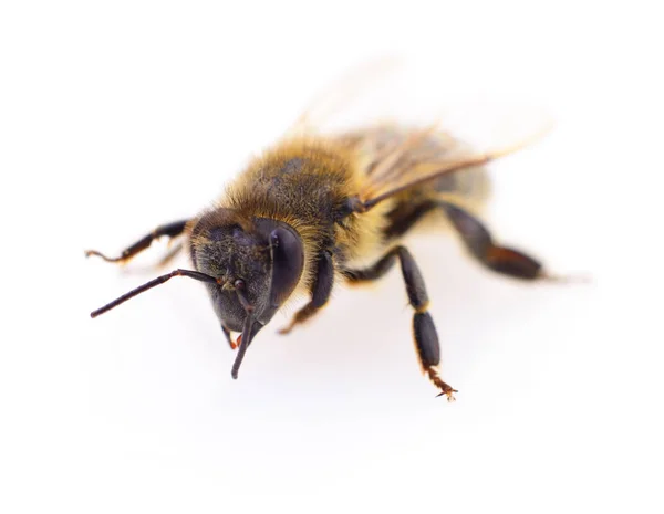 Abeja sobre blanco . —  Fotos de Stock