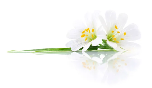 Twee witte bloemen. — Stockfoto