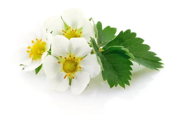 Truskawka kwiaty na białym tle — Zdjęcie stockowe