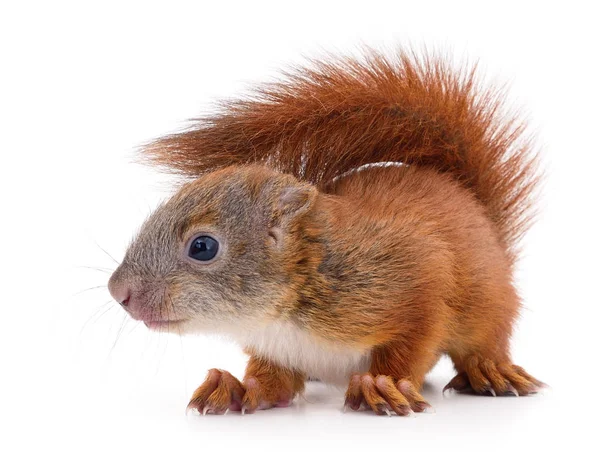 Ardilla roja euroasiática . — Foto de Stock