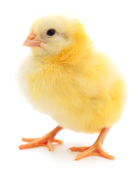 Маленький жовтий курча — стокове фото