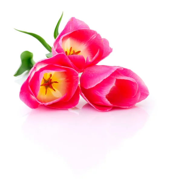 Drie roze tulpen. — Stockfoto