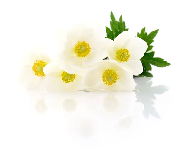 Pięć białych kwiatów. — Zdjęcie stockowe