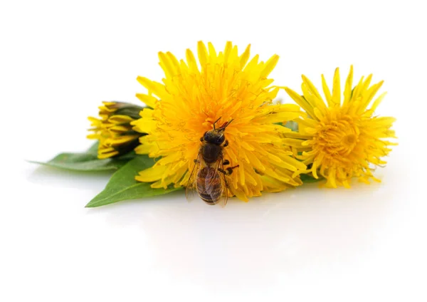 Honningbie og gul blomst – stockfoto