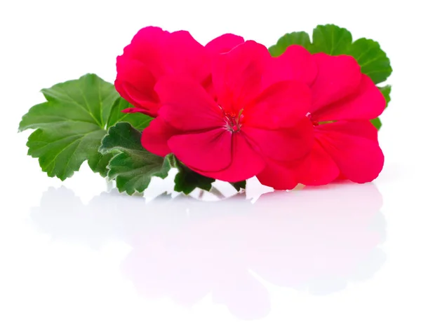 Röda blommor på vitt — Stockfoto