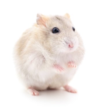 Küçük yerli hamster.