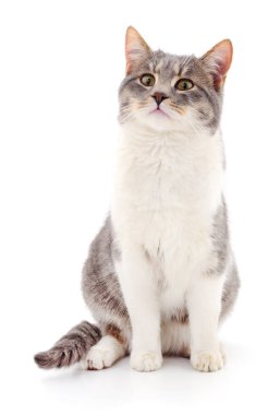 Beyaz arka plandaki kedi