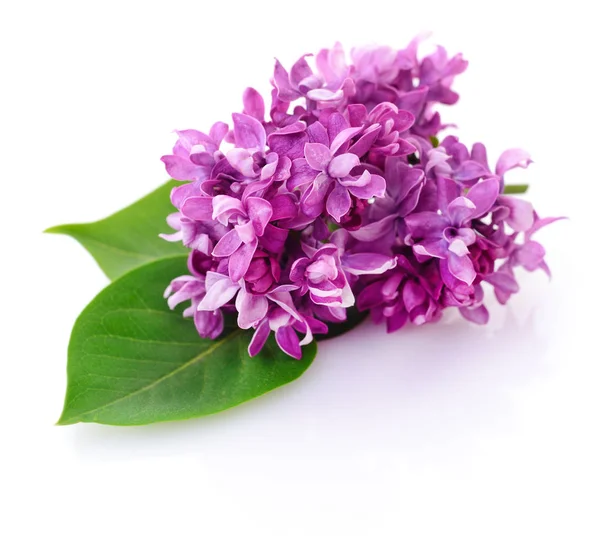 Pink lilac flower. — Stock Photo, Image