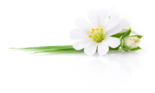 Duas flores brancas . — Fotografia de Stock