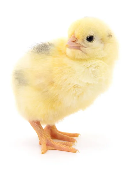 Small yellow chicken — Stock Photo, Image