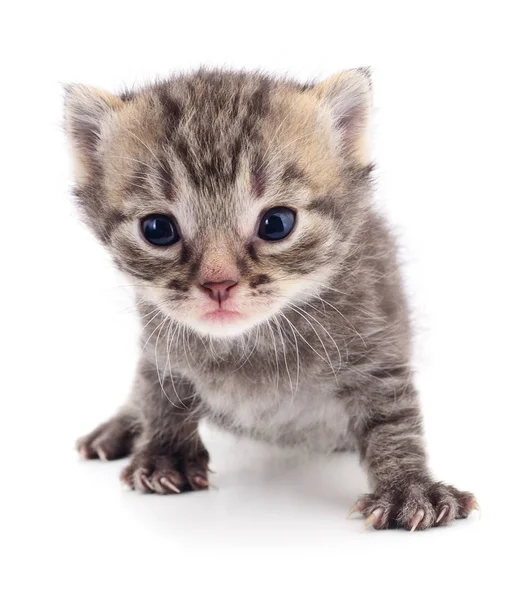 Gatinho no fundo branco. — Fotografia de Stock