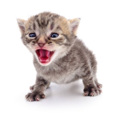 Beyaz zemin üzerinde kedi yavrusu.
