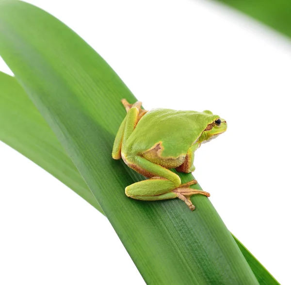 Žába sedící na listu — Stock fotografie