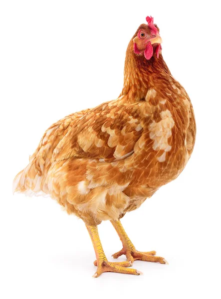 Brown hen isolated. — Stock Photo, Image