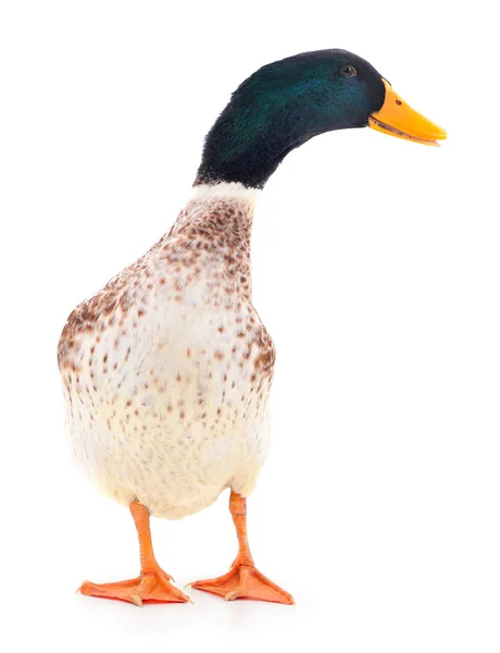 Canard brun sur blanc . — Photo