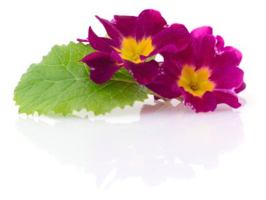 iki kırmızı çiçekler.