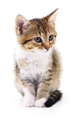 Beyaz zemin üzerinde kedi yavrusu.