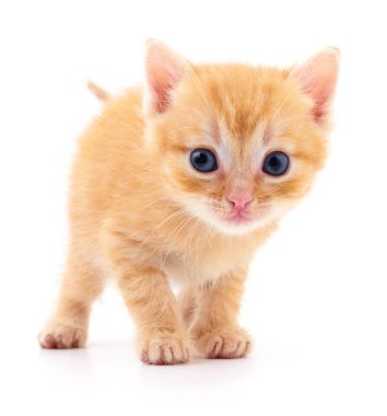 Beyaz zemin üzerinde kedi yavrusu.