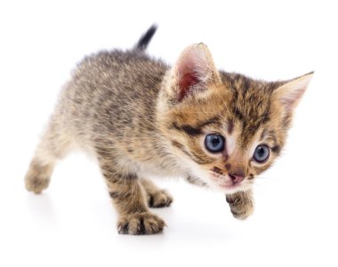 Beyaz zemin üzerinde kedi yavrusu.