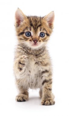 Beyaz zemin üzerinde kedi yavrusu.