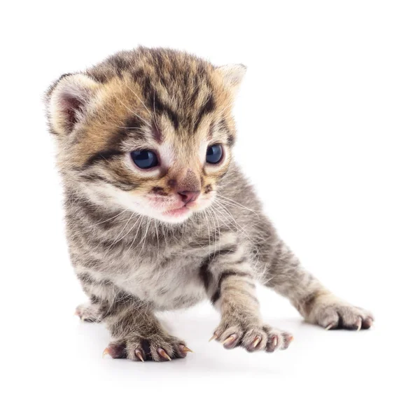 Gatinho no fundo branco. — Fotografia de Stock