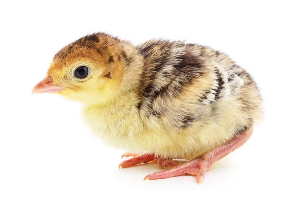 Pavo de pollo aislado — Foto de Stock