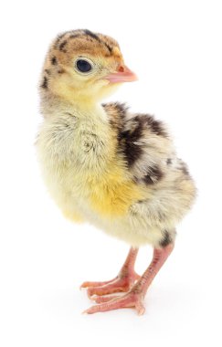 İzole tavuk Türkiye