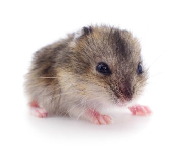 Küçük yerli hamster.