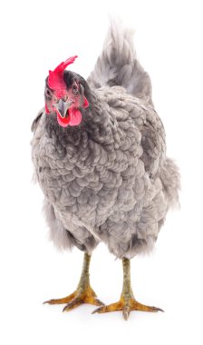 Gri tavuk izole.