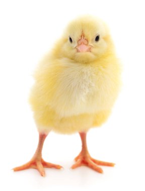 küçük sarı tavuk 