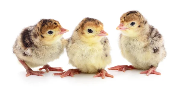 Chicken turkeys isolated — Stock Photo, Image