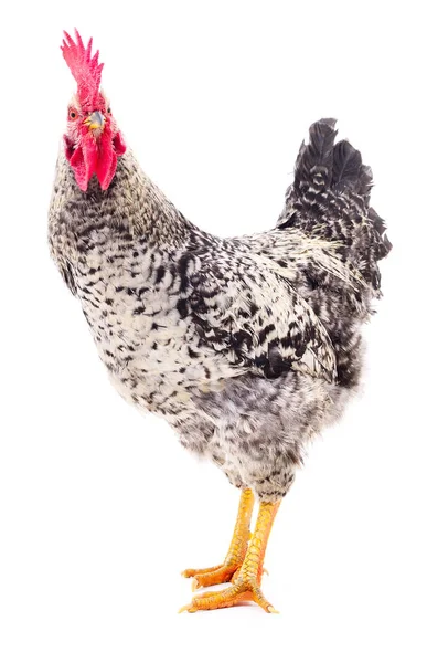 Gray young rooster. — Stock Photo, Image