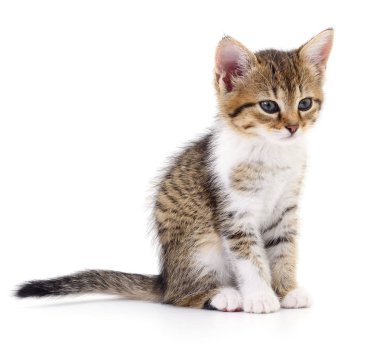Beyaz zemin üzerinde kedi yavrusu.