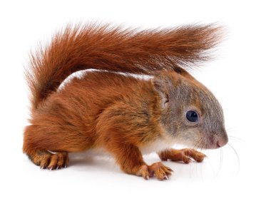 Avrasya Kızıl sincap.