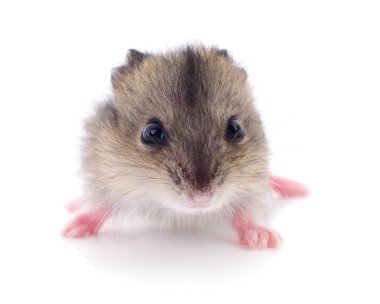 Küçük yerli hamster.