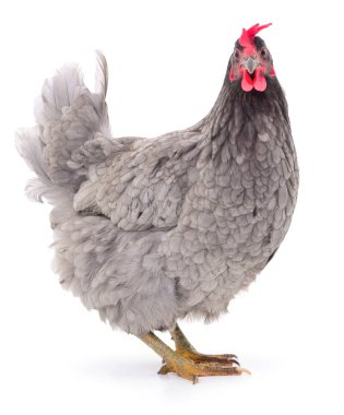 Gri tavuk izole.