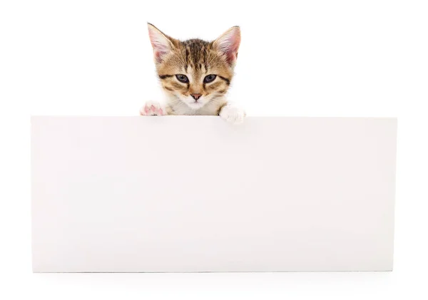 Kitten with blank — Stock Photo, Image