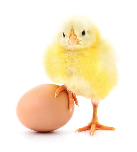 Hönan och ägget — Stockfoto