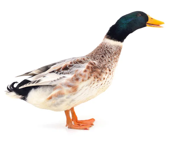 Brown duck on white. Royalty Free Stock Photos