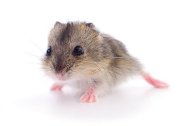 Küçük yerli hamster.