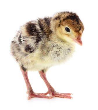 İzole tavuk Türkiye