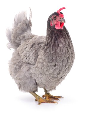 Gri tavuk izole.
