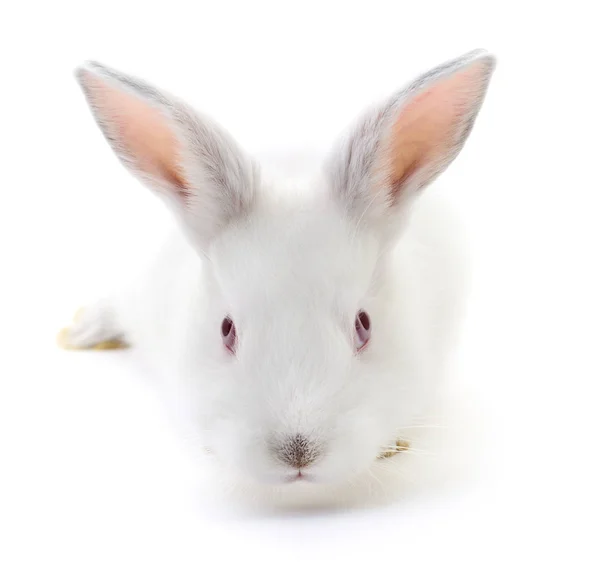 Coniglio bianco . — Foto Stock
