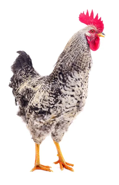 Gray young rooster. — Stock Photo, Image