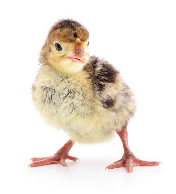 İzole tavuk Türkiye