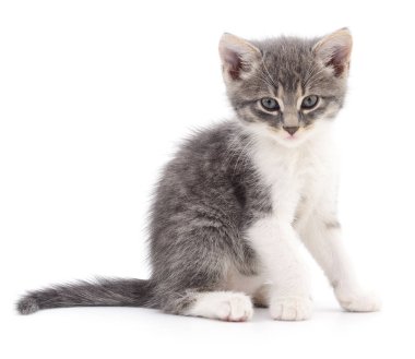 Beyaz zemin üzerinde kedi yavrusu.