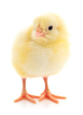 küçük sarı tavuk 