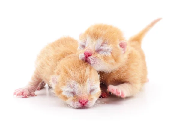 Dois gatinhos pequenos — Fotografia de Stock