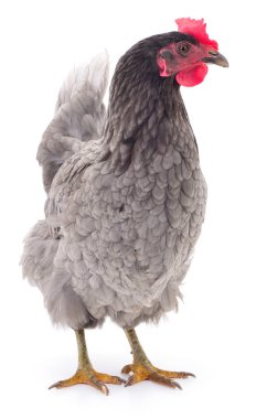 Gri tavuk izole.