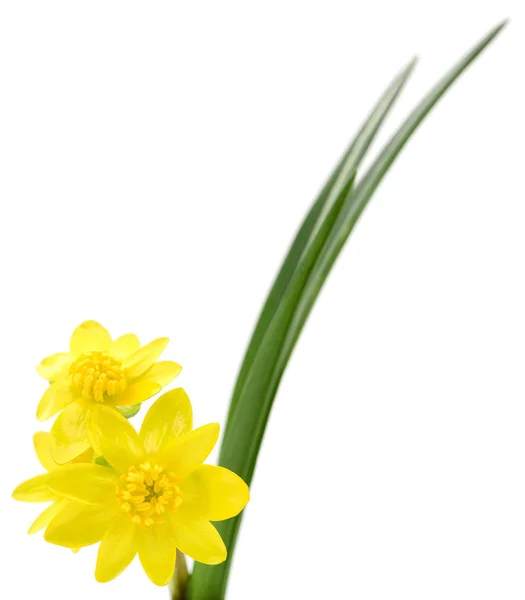 Izole sarı çiçek — Stok fotoğraf
